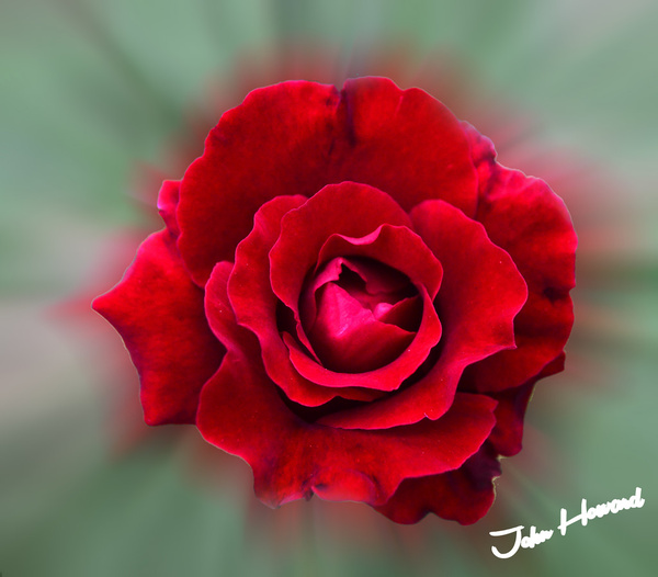 Red rose love wallpaper photos free download 10,066 .jpg files