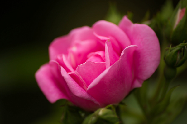 Roses pictures free stock photos download (1,928 Free stock photos) for ...