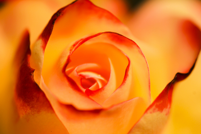 rose backdrop closeup blooming 