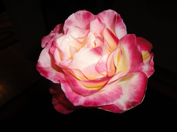 rose bloom houseplant