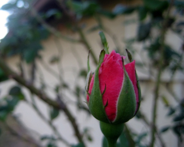 rose blooming 1