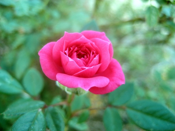 rose blooming 2