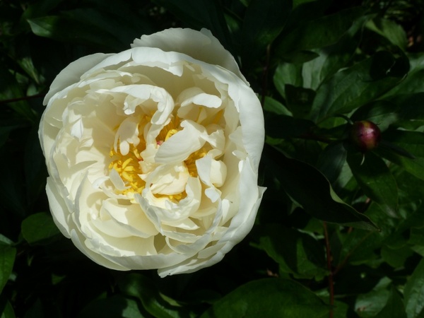 rose close-up flower