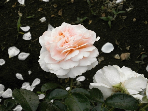 rose cream color petal