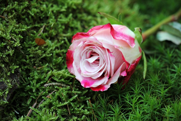 closeup of beautiful rose on grass