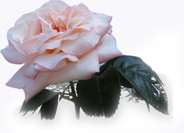 rose flower beautiful
