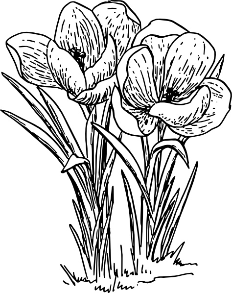 Rose Flower Crocus  clip art 