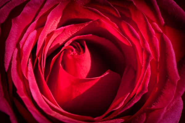 rose flower details