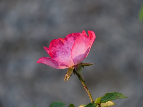 rose flower pink 