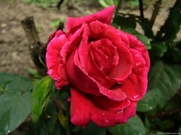 rose flower red 