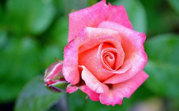 rose flower rose blooms