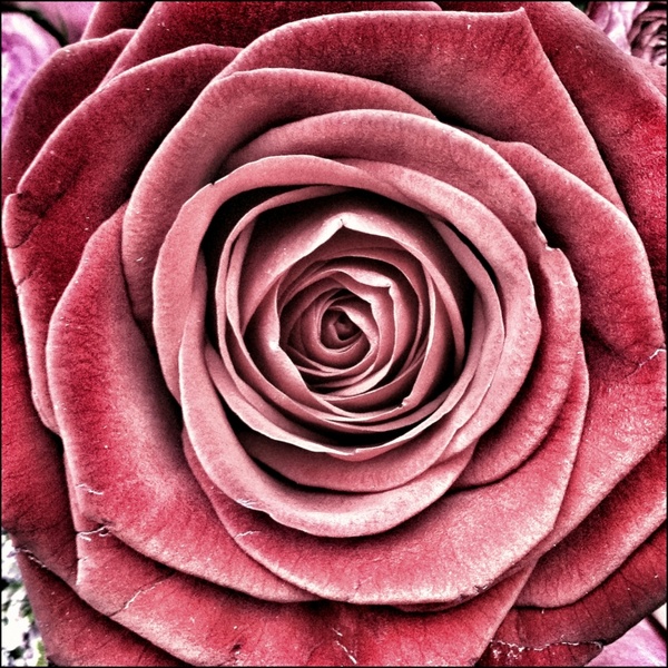rose flowers roses