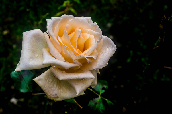 rose for everyone 