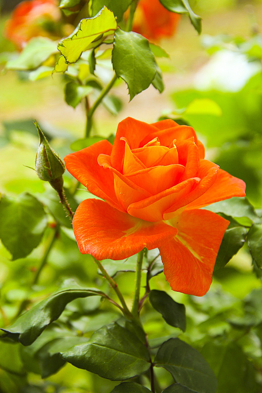 rose garden picture elegant closeup