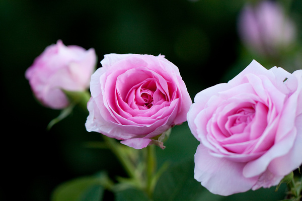 rose gertrude jekyll 