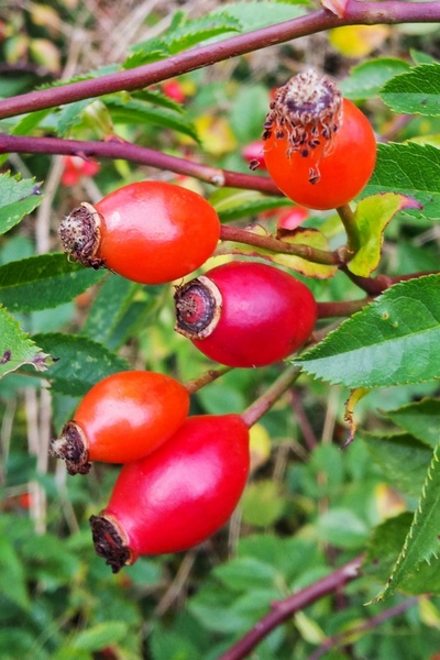 rose hip antioxidant autumn