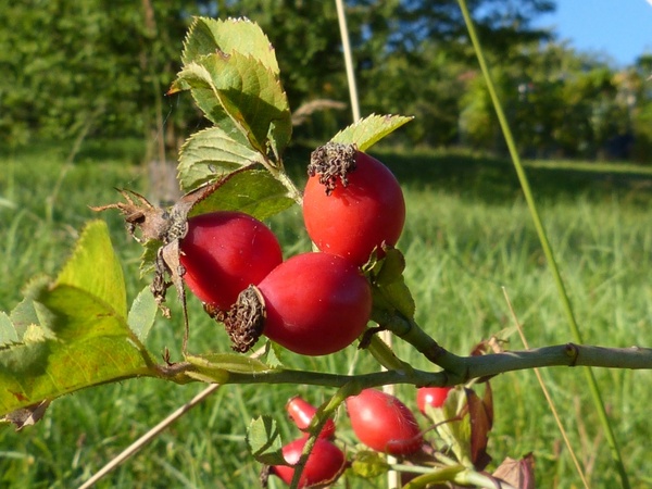 rose hip berries fruit