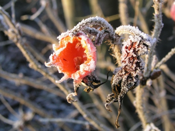 rose hips frost winter