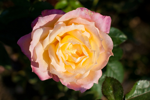 rose hisami 