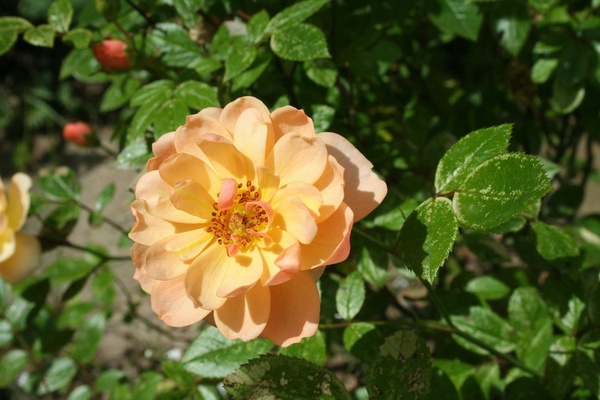 rose nature garden