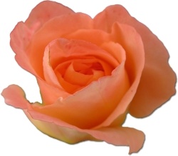 Rose peach 2