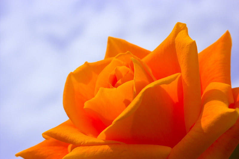 rose picture elegant closeup