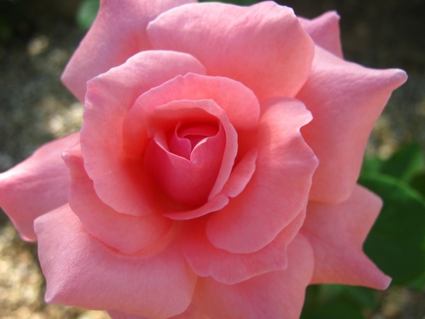 rose pink bloom