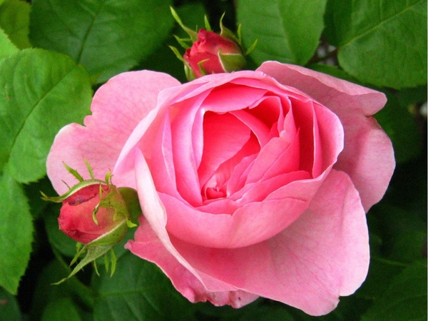 rose pink buds