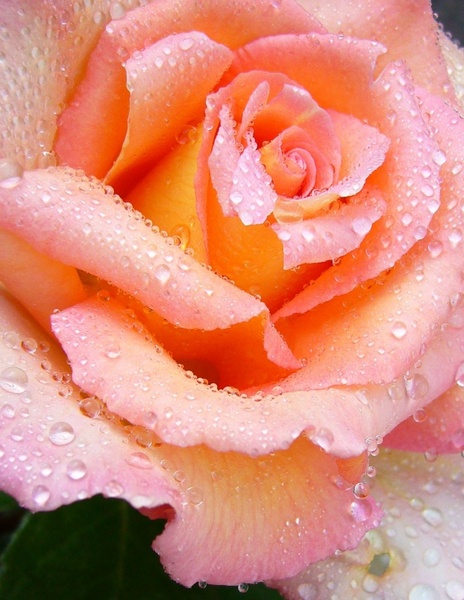 rose pink macro