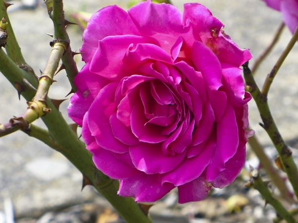 rose pink thorn