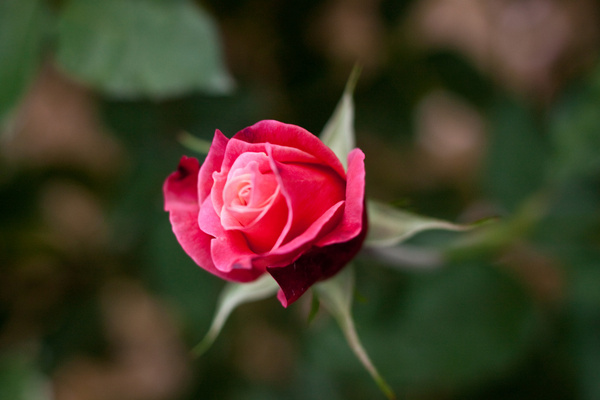 rose quotprincess chichibuquot
