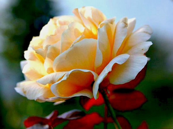 rose rosaceae flower