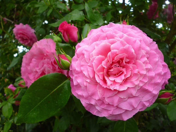 rose summer flower pink