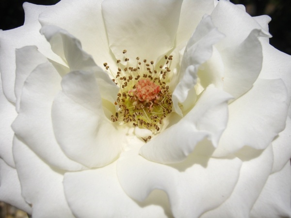 rose white bloom
