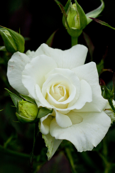 rose white masterpiece
