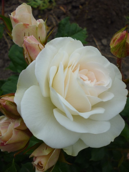 rose white nature