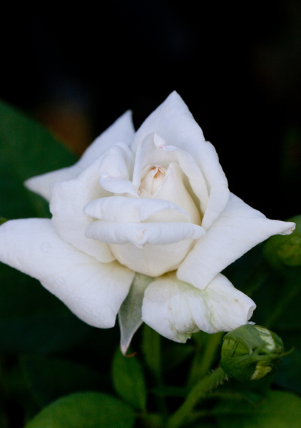 rose white queen