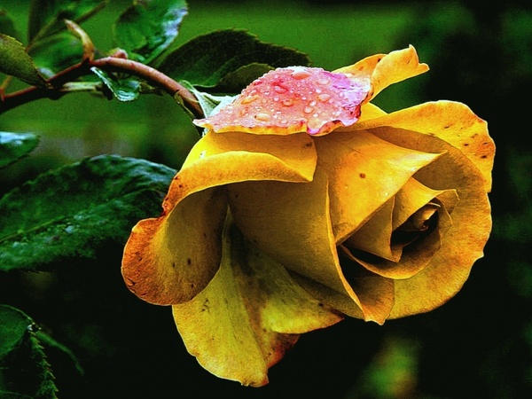 rose yellow rose rose flower