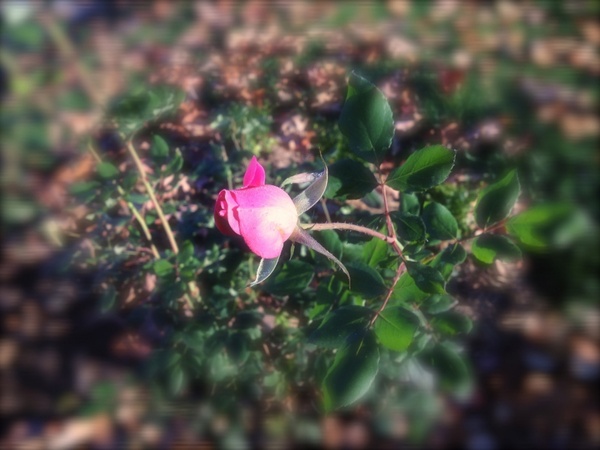 rosebud in frost