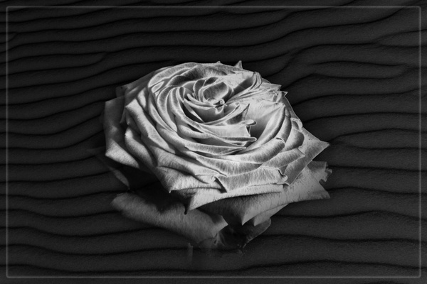 rosen portrait rose texture