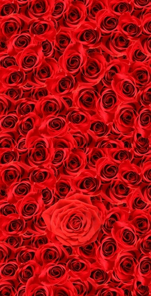 roses background of highdefinition picture 2p 