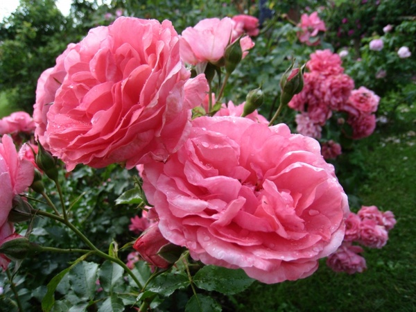 roses double pink