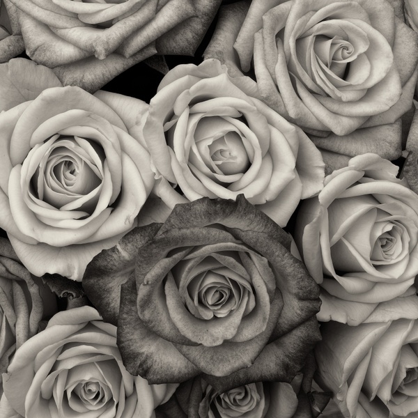 roses flower love