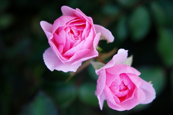 roses flower natur