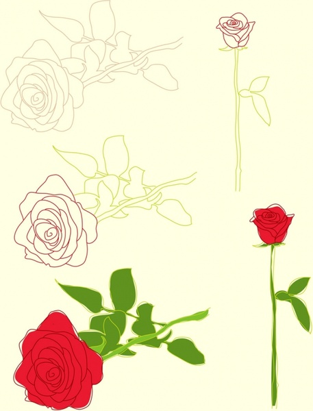 Roses Illustrations