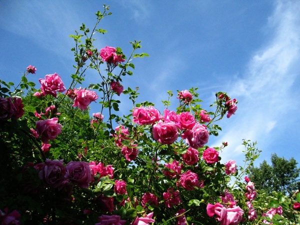 roses pink sky