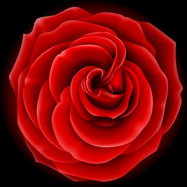 rose petal background modern closeup 3d sketch