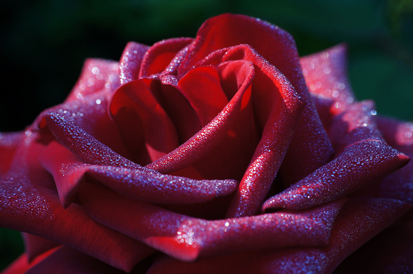 rote rose mit morgentau red rose with morning dew