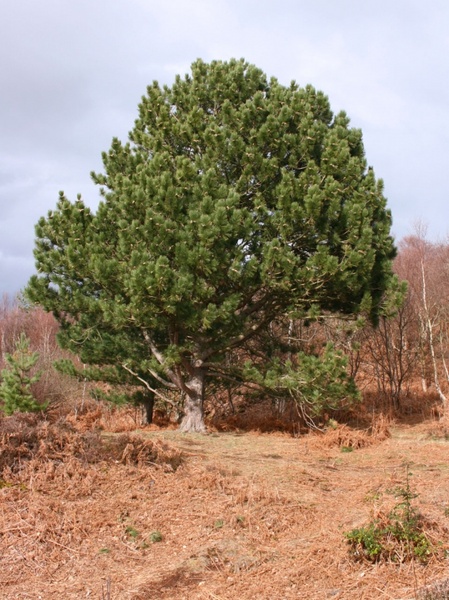 rounded fir tree