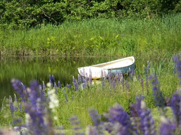 row boat in pond
